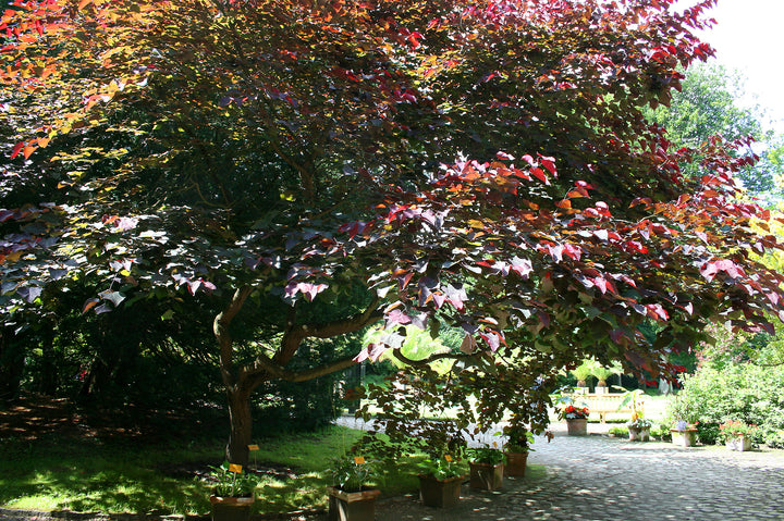 Cercis can. Forest Pansy