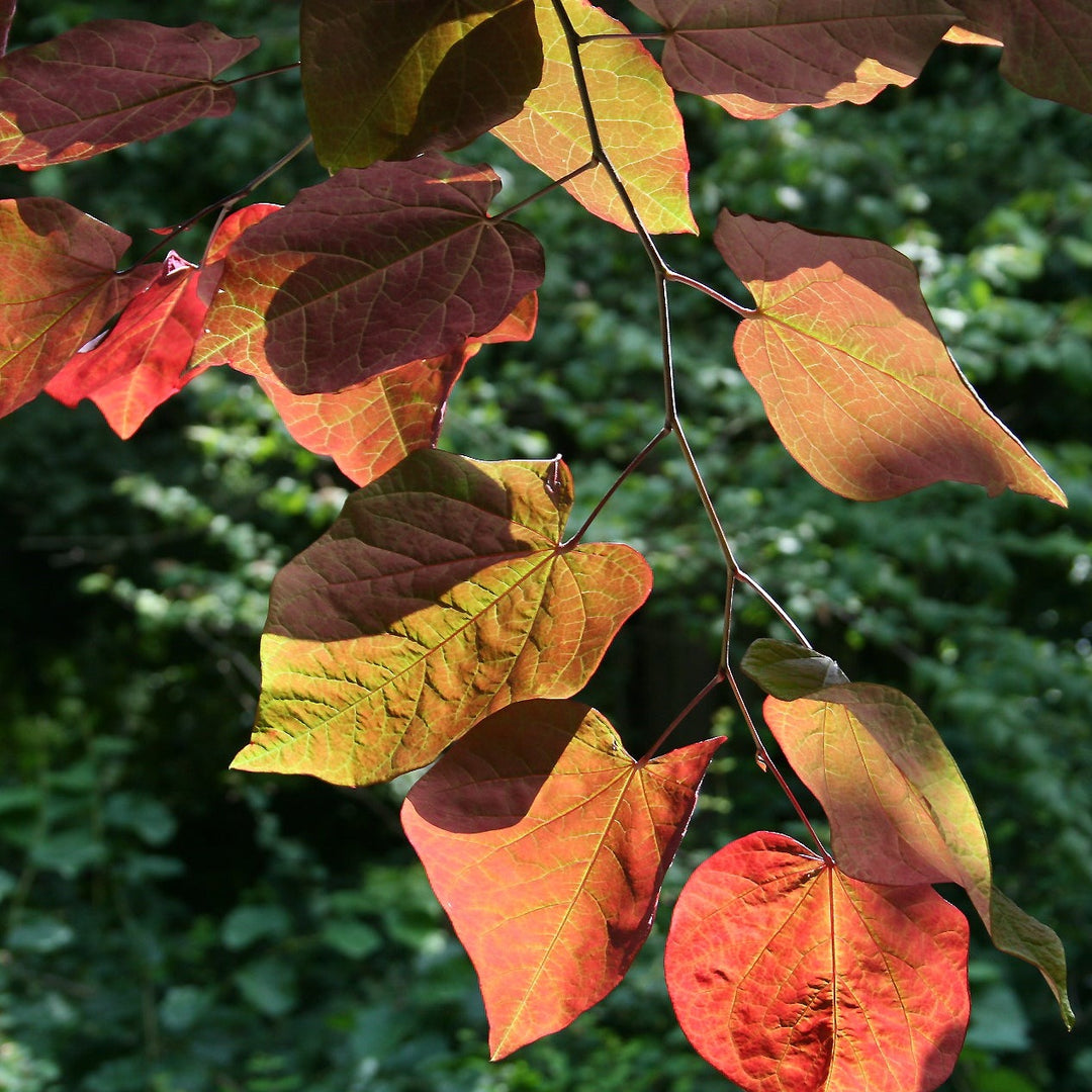 Cercis can. Forest Pansy