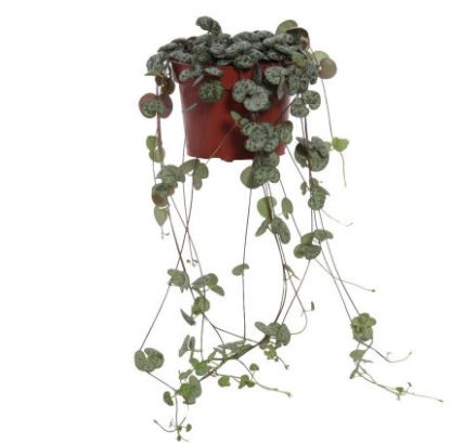 String of Hearts Ceropegia Woodii (12cm Pot)