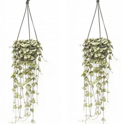 String Of Hearts Ceropegia Woodii (14cm Hanging Pot)