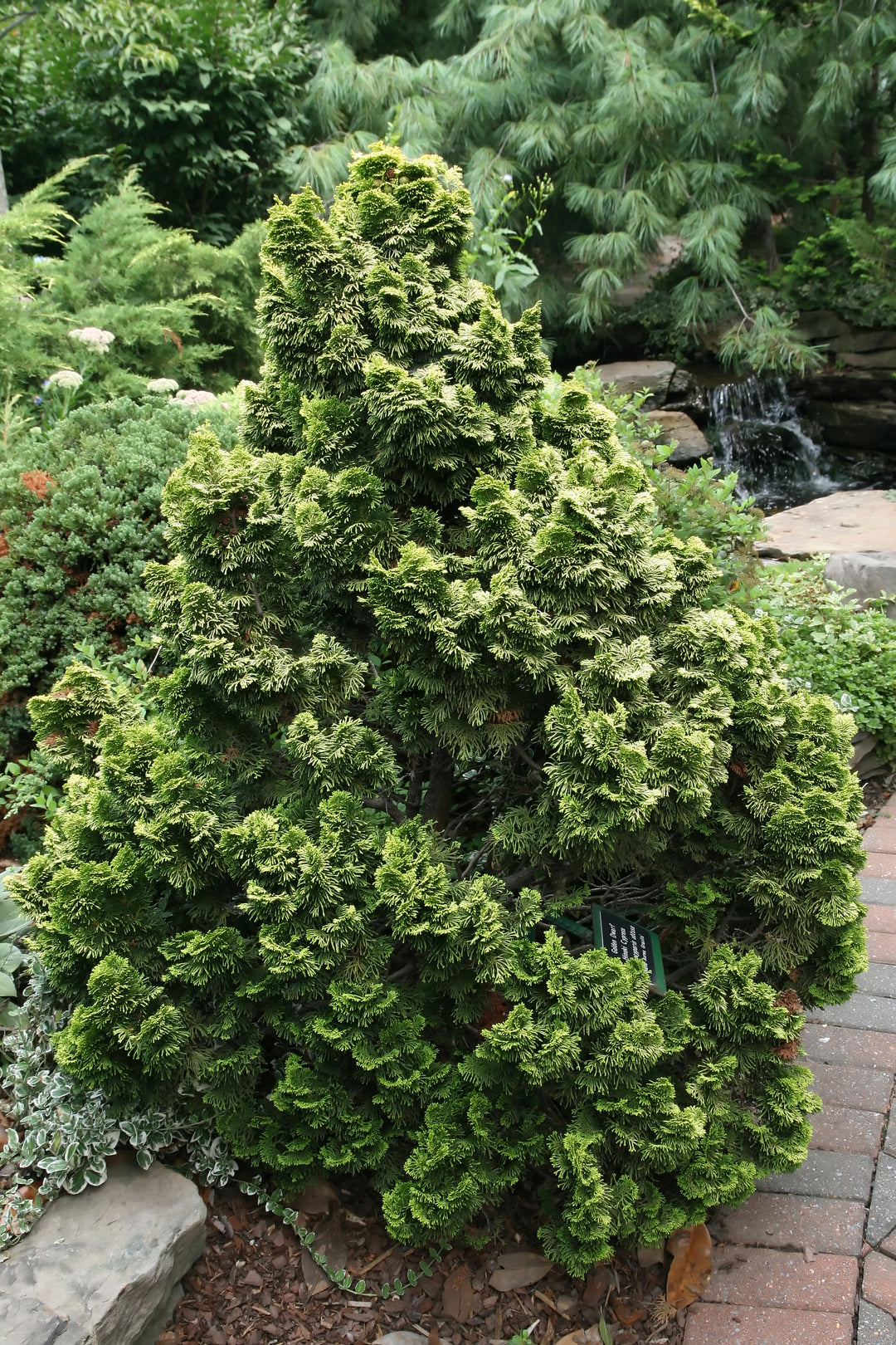 Chamaecyparis obt. Aurora