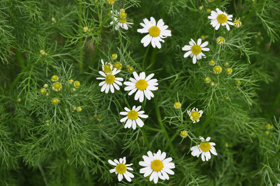 Chamomile