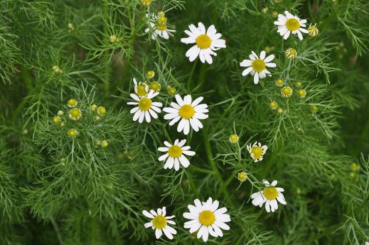 Chamomile