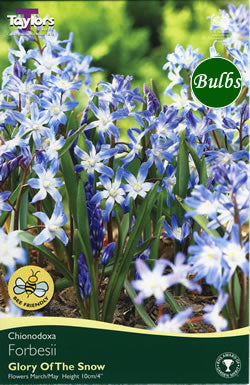 CHIONODOXA FORBESII 20