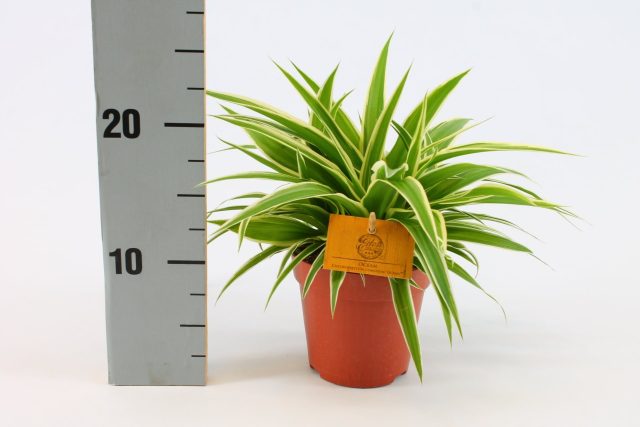 Chlorophytum com. Ocean  P12