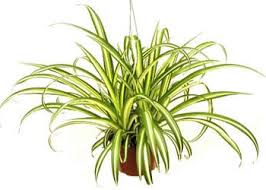 Chlorophytum com. Variegatum