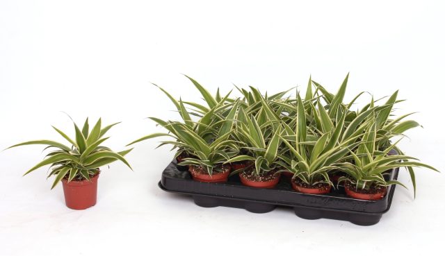 Chlorophytum Com Ocean  P7 - Indoor Plants - Windyridge Garden Centre