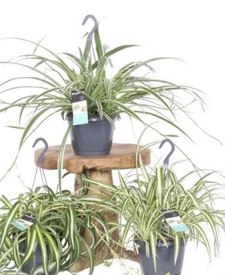 Chlorophytum mix hanging pot