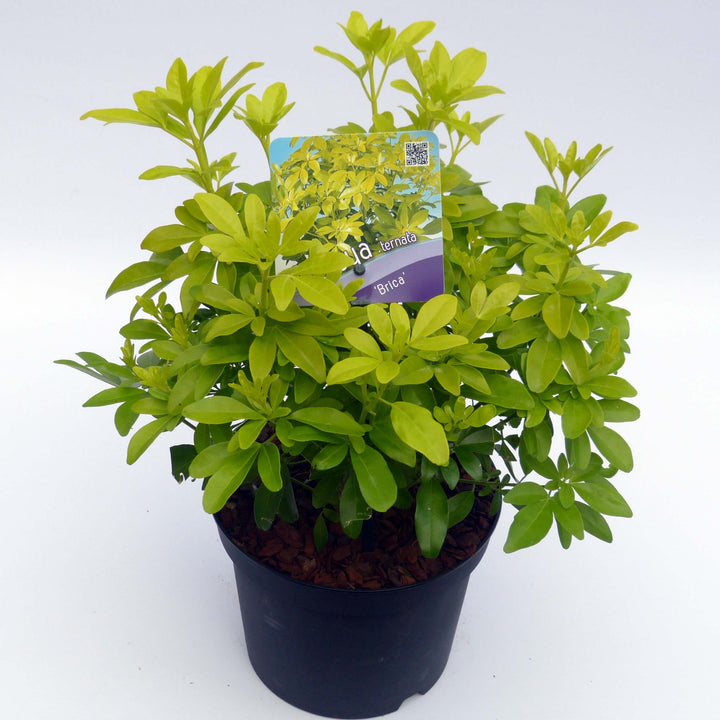 Choisya ternata Brica