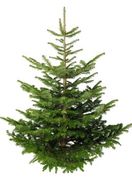 Christmas Tree Premium Nordman Fir Blue Tag 5.9ft-6.7ft 175-200
