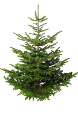 Real Christmas Tree Nordman Fir Blue Tag 5.9Ft-6.7Ft (175-200Cm) - Real Christmas Trees - Windyridge Garden Centre