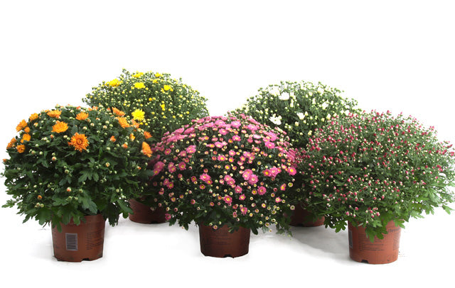 Chrysanthemum (bolchrysant)