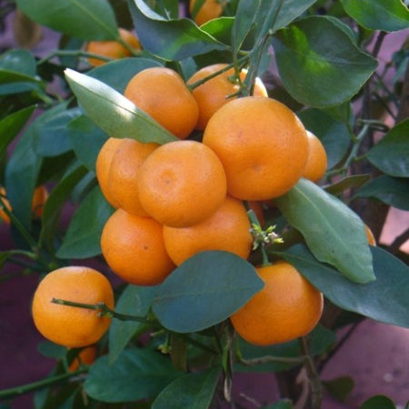 Citrofortunella Calamondin Tree