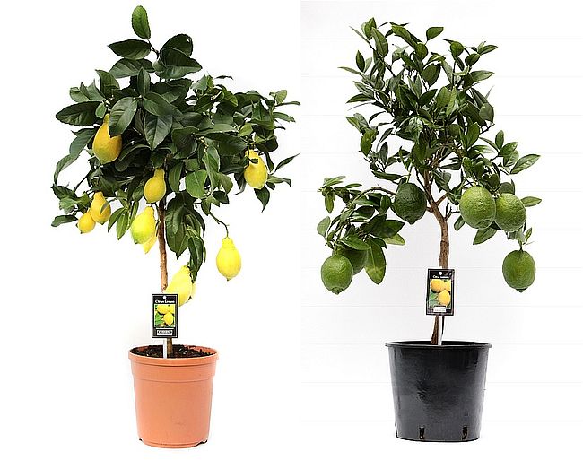 Citrus Lemon Tree  (22cm Pot)