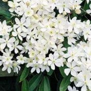 Clematis armandii