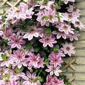 Clematis Nelly Moser