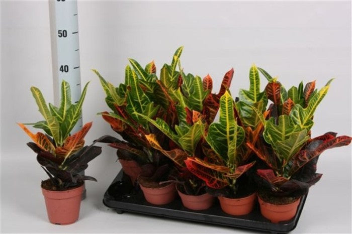 Codiaeum Var. Excellent - Indoor Plants - Windyridge Garden Centre