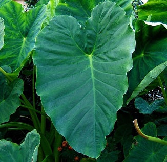 Colocasia Coco