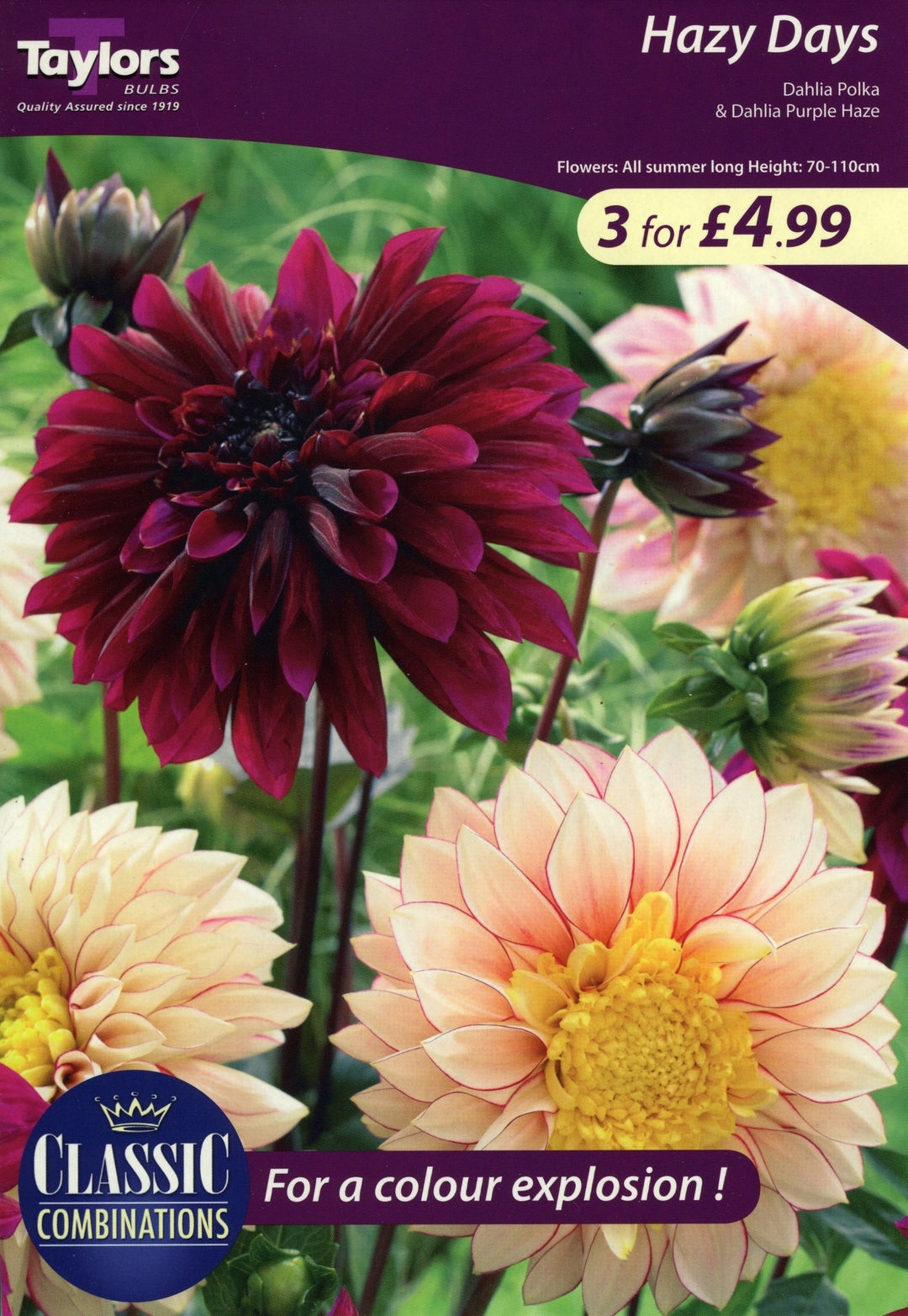 CLASSIC COMB DAHLIA HAZY DAYS I