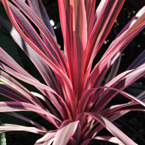 Cordyline Red Star - Herbaceous - Windyridge Garden Centre