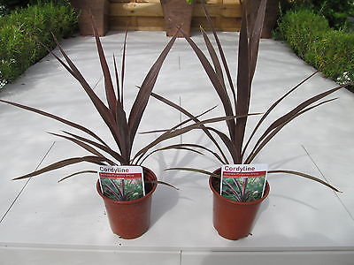 Cordyline 9Cm - Bedding - Windyridge Garden Centre