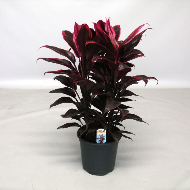 Cordyline Frut. Mambo - Indoor Plants - Windyridge Garden Centre