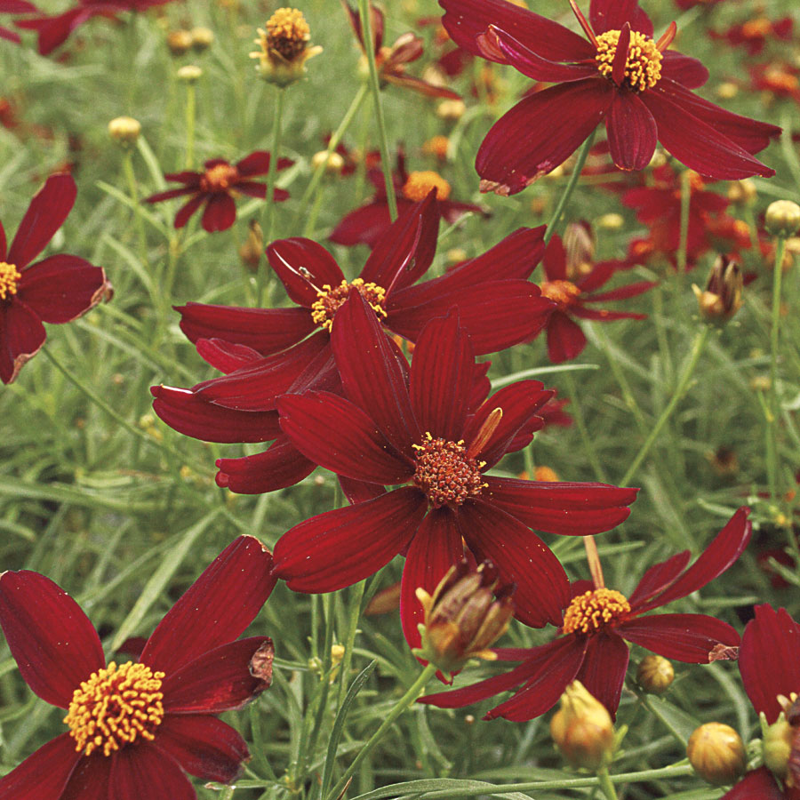 Coreopsis Red Satin