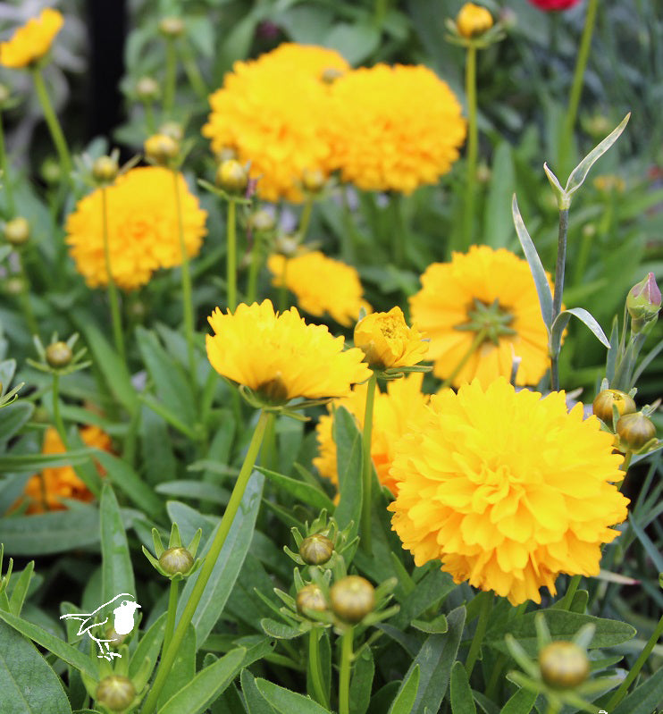 Coreopsis Golden Sphere
