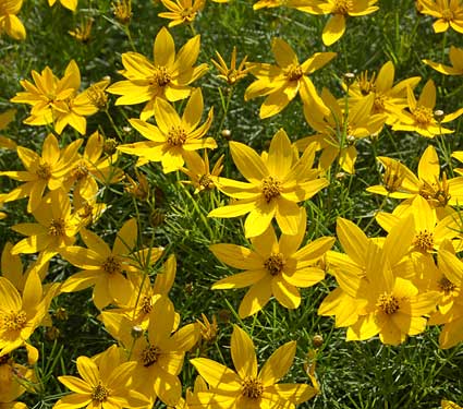 Coreopsis vert. Zagreb