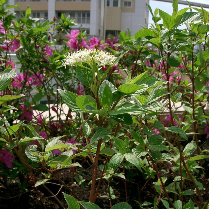 Cornus alba Sibirica