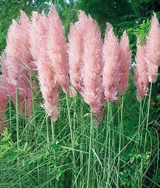 Cortaderia Rosea