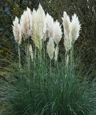 Cortaderia Selleona - Herbaceous - Windyridge Garden Centre