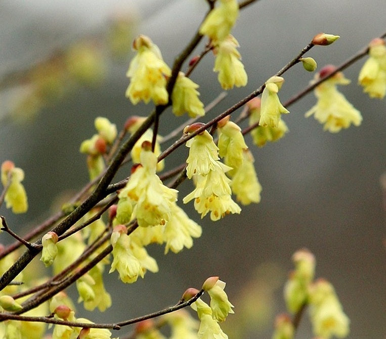 Corylopsis Pauciflora - Shrubs - Windyridge Garden Centre
