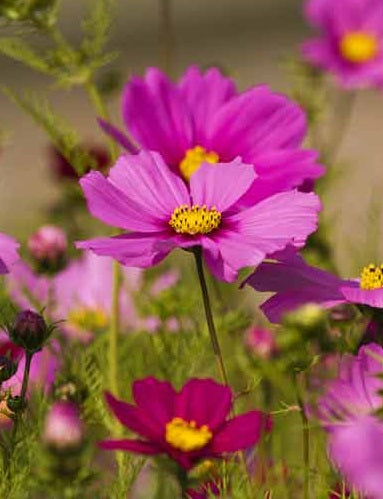 Cosmos Dark Pink