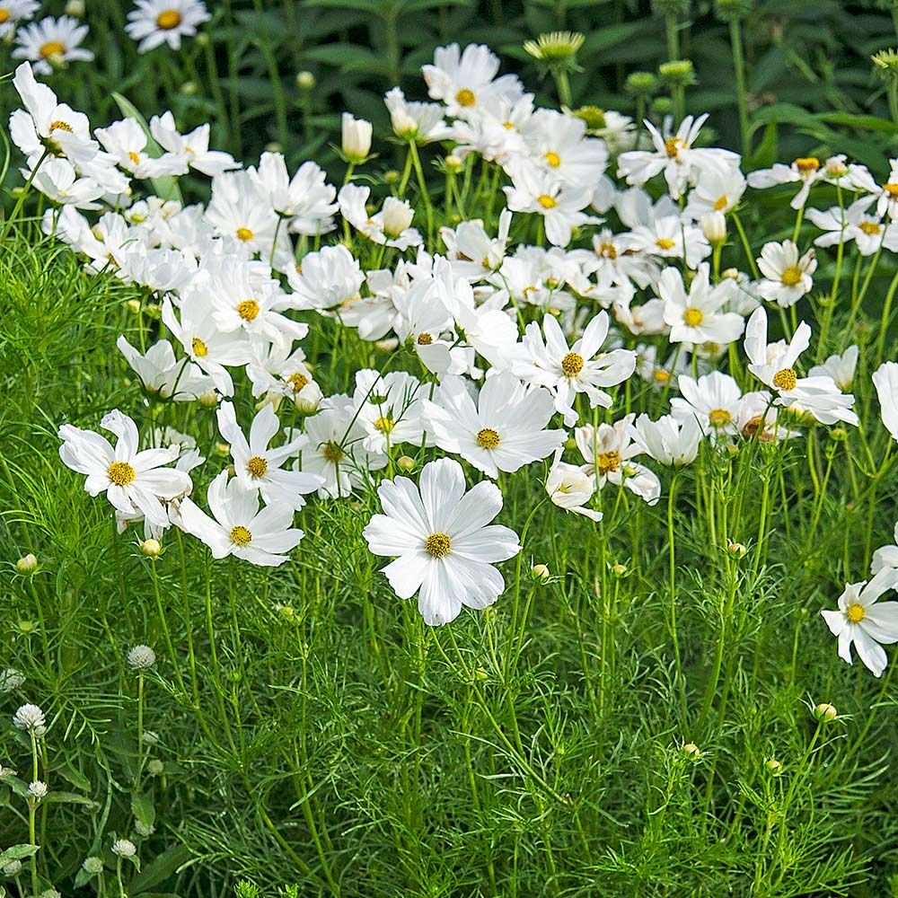 Cosmos - Bedding - Windyridge Garden Centre