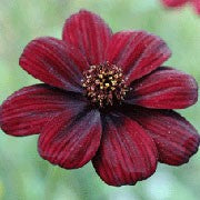 Cosmos Chocamocha