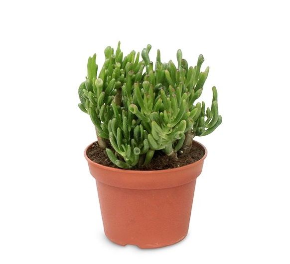 Crassula ovata Hobbit  P10.5