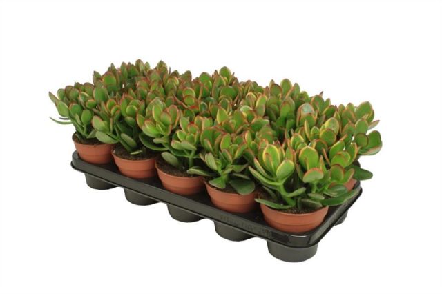 Jade Money Plant Crassula ovata Sunset  (12cm Pot)