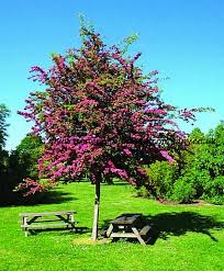 Crataegus Pauls Scarlet
