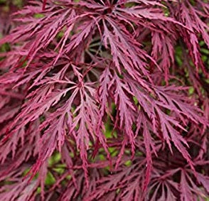 Acer Palmatum Crimson Queen - Trees - Windyridge Garden Centre