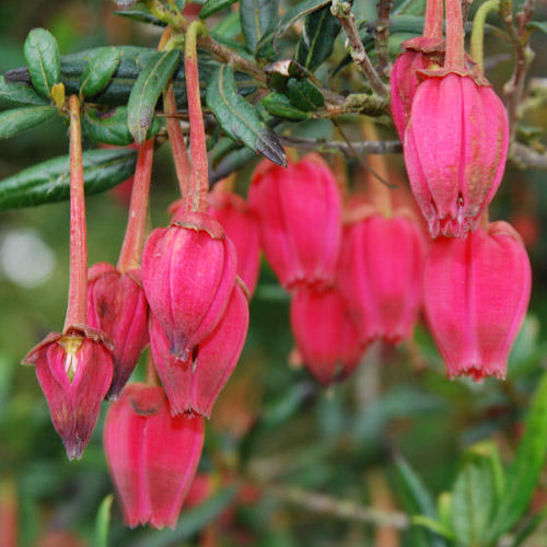 Crinodendron Hookerianum - Shrubs - Windyridge Garden Centre