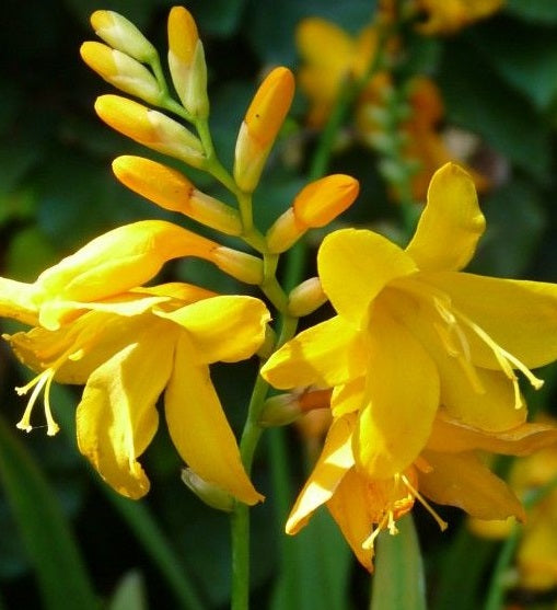 Crocosmia Buttercup - Herbaceous - Windyridge Garden Centre