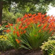 Crocosmia Babylon - Herbaceous - Windyridge Garden Centre