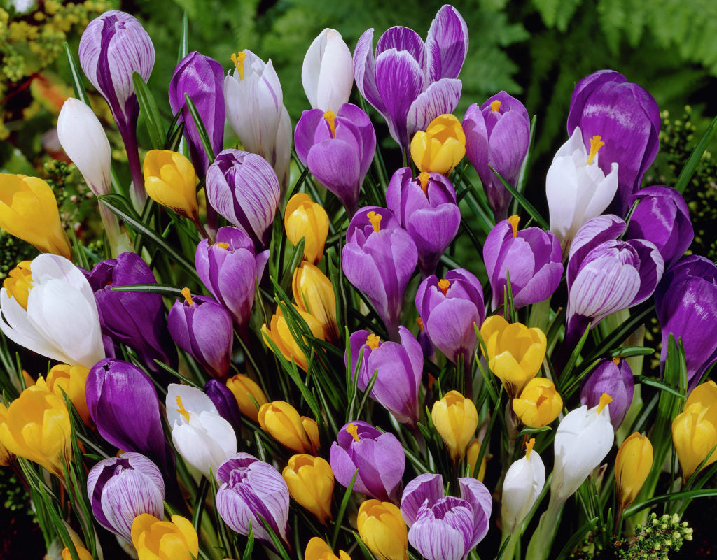 CROCUS MIXED