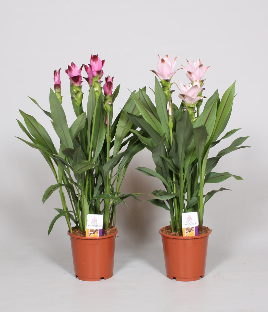 Curcuma Mix 15Cm - Indoor Plants - Windyridge Garden Centre
