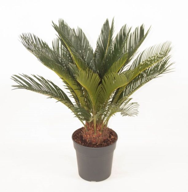 Cycas Revoluta - Indoor Plants - Windyridge Garden Centre