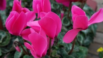 Cyclamen Cerise 10.5cm