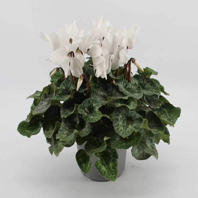 Cyclamen Mammoth White - Indoor Plants - Windyridge Garden Centre