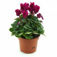 Cyclamen Purple 10.5cm