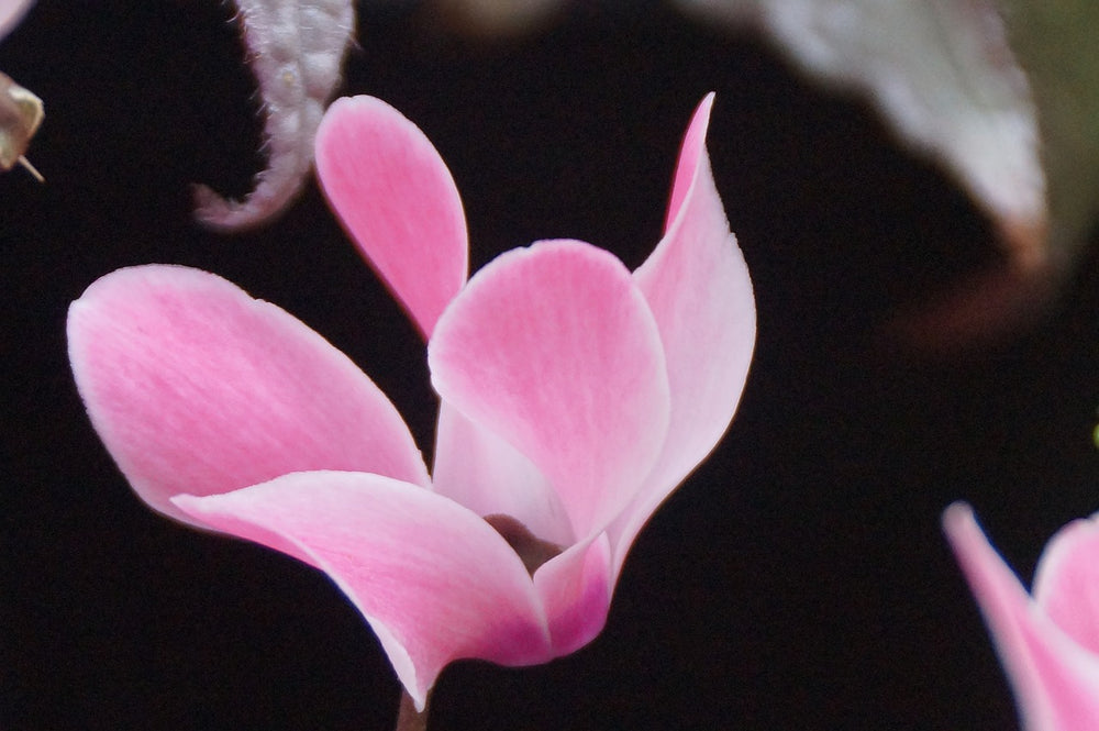 Cyclamen-Soft-Pink-Leaf